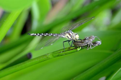 Aeshna cyanea